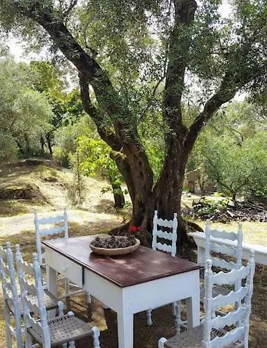 Eleonas-olive Grove Traditional Apartment *